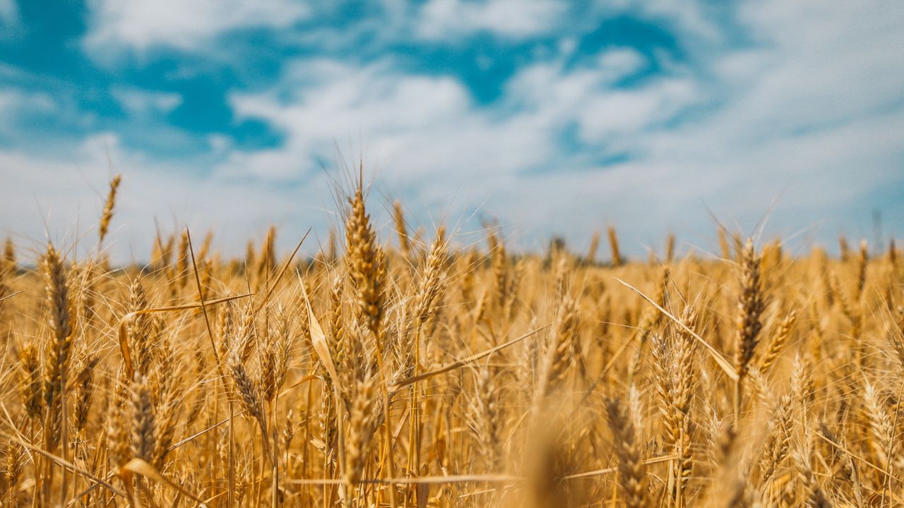 Why is the EU limiting grain imports from Ukraine?