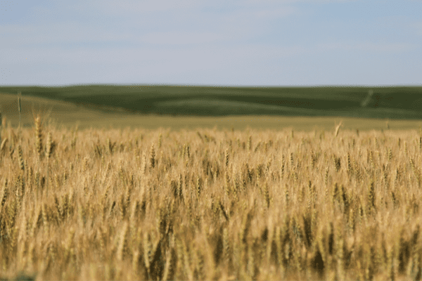 Poland, Hungary, and Slovakia advocate for extending the grain embargo on Ukraine